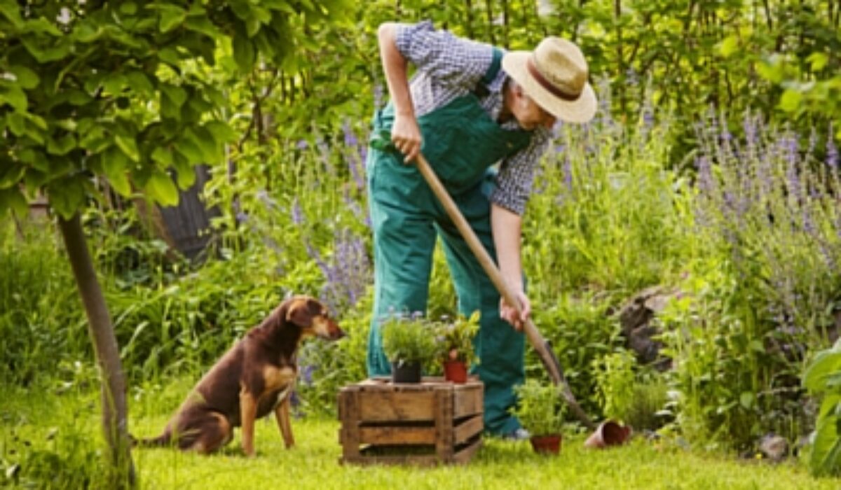 5 Ways to Make Your Garden Friendlier for Your Dog - Kravelv