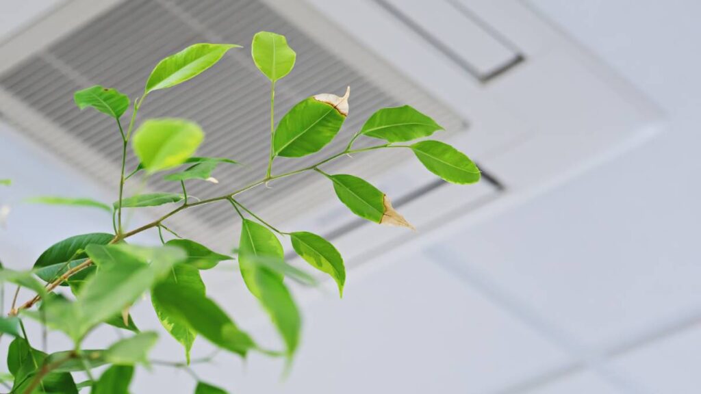 indoor plant under an exhaust vent