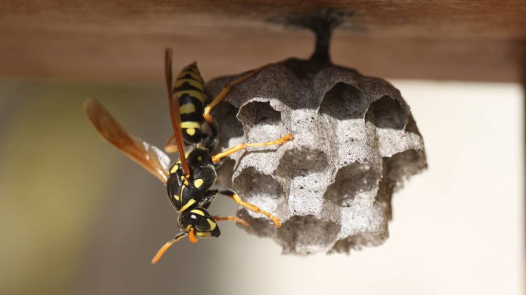 DIY Wasp Removal Methods vs. Professional Services