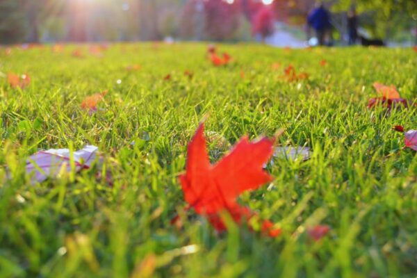 lawn with maple leaves