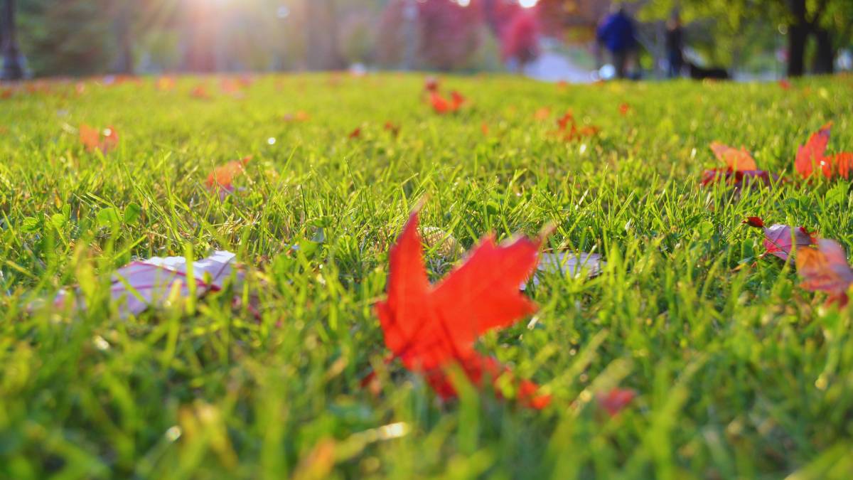 lawn with maple leaves