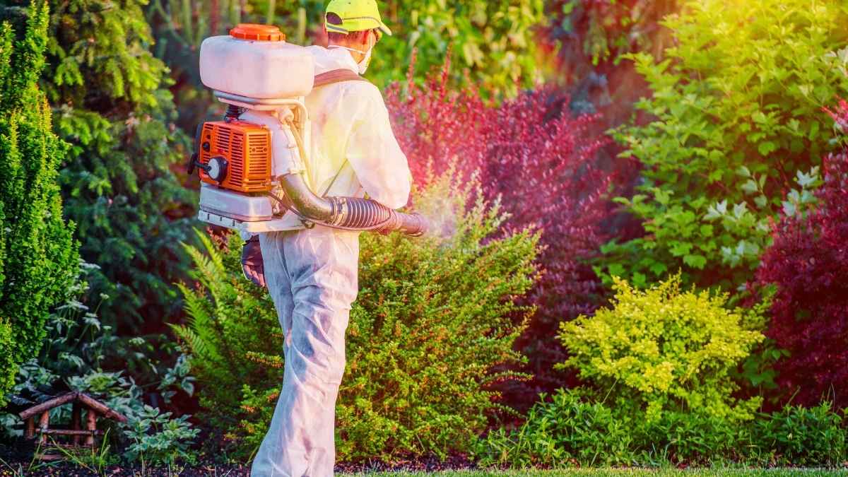 worker doing spraying some chemicals in a garden.