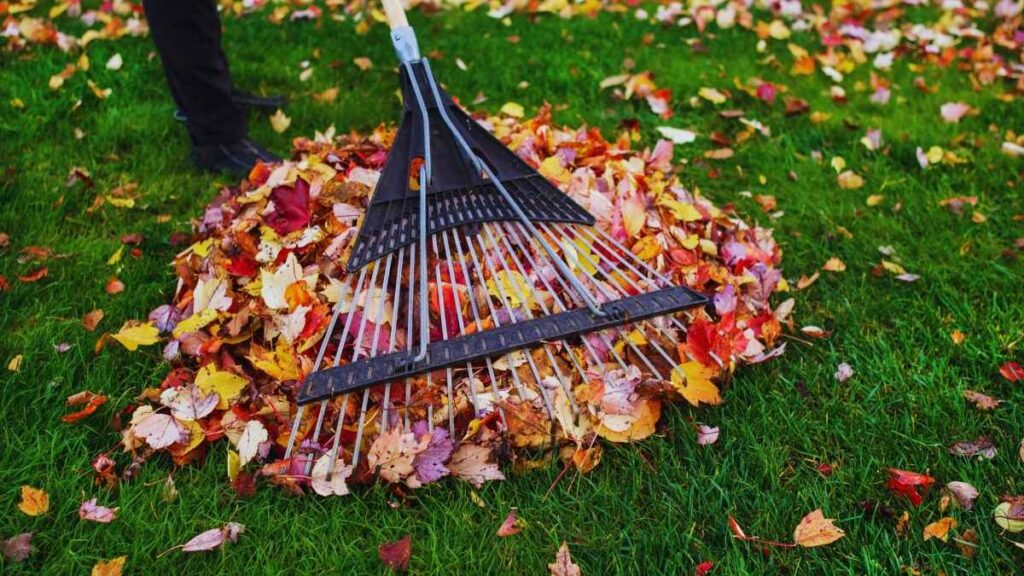 fallen leaves in a yard being cleaned 