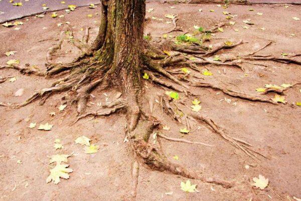 tree with visible roots