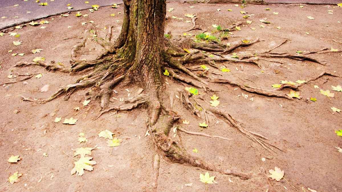 tree with visible roots