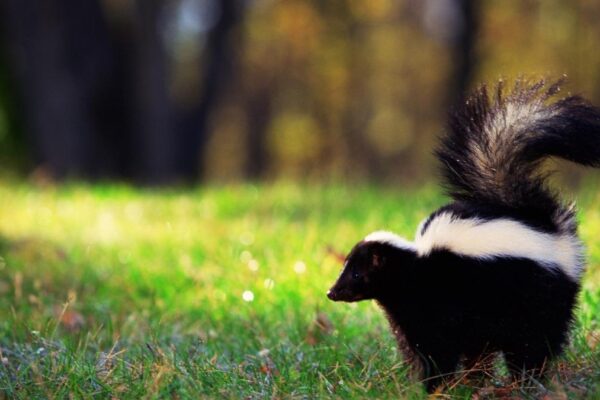 a skunk in a yard