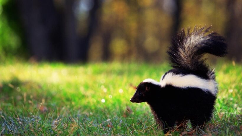 a skunk in a yard